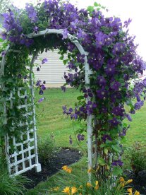 Clematis growing on an arbor.